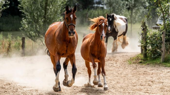 Zwei rötlich braune Pferde und ein braun-weiß geschecktes Pferd galoppieren über einen sandigen Weg