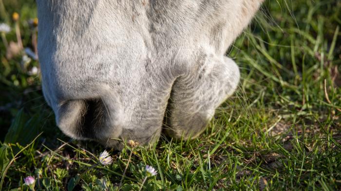 Grüne Wiese und ein weißes Pferdemaul, was Gras und Blüten frisst