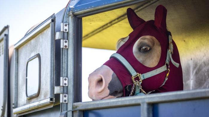 Blauer Pferdeanhänger auf dem ein weißes Pferd mit roter Fliegenmaske steht und aus der Öffnung guckt 