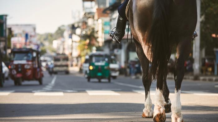Im Vordergrund Pferd mit Reiter von hinten. Im Hintergrund ist unscharf eine Straße mit Zebrastreifen und rotes und grünes dreirädriges Auto zu sehen