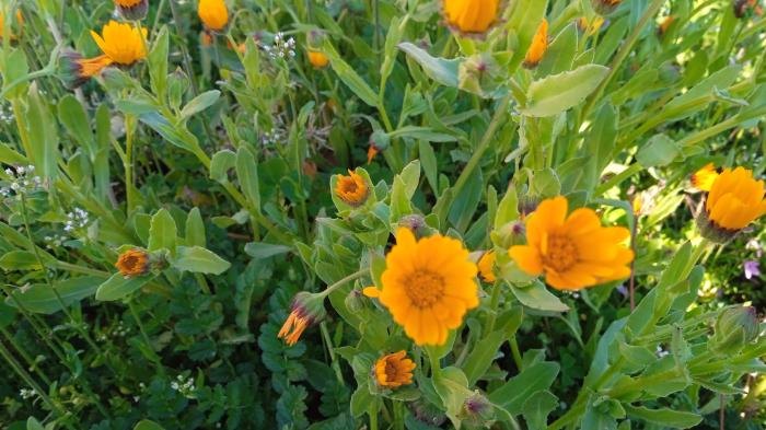 Orangefarbene Blumen auf einer Wiese