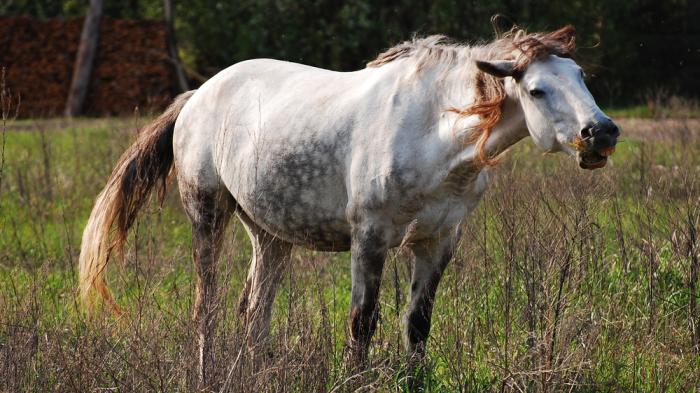Weißes Pferd steht auf Wiese und frisst Gras