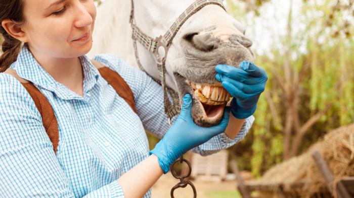 Frau mit blauer Bluse und blauen Handschuhen öffnet Maul vom weißen Pferd