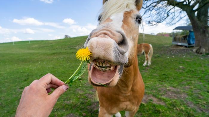 Pferd steht auf einer Wiese und eine Hand gibt ihm einen Löwenzahn