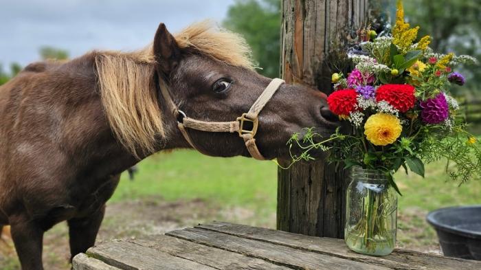 WEin braunes Pony friss einen bunten Blumenstraß, der in einer Glasvase auf einem Holztisch steht