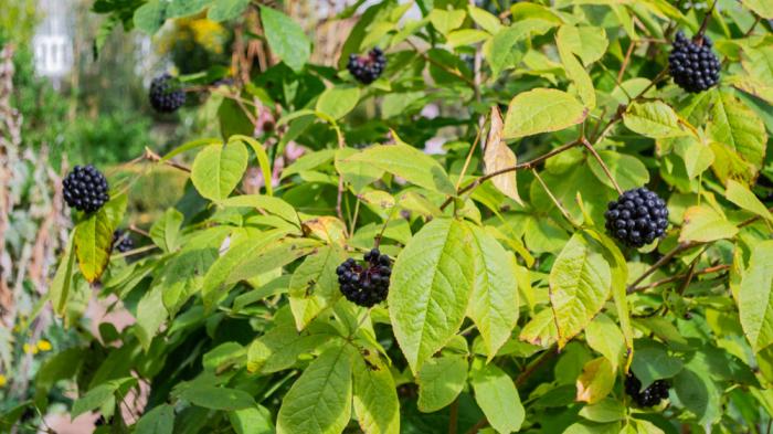 Pflanze mit grünen Blättern und schwarzen Beeren