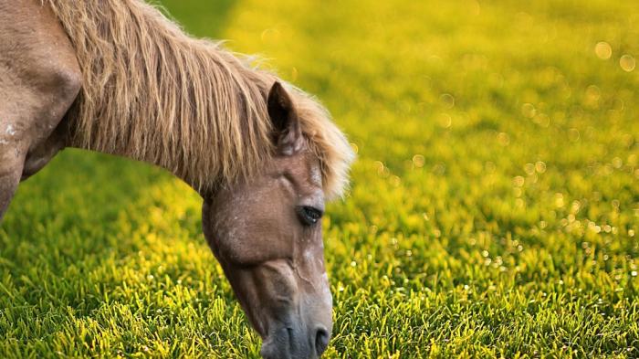 Hellbraunes Pferd steht auf einer grünen Wiese und neigt den Kopf nach unten
