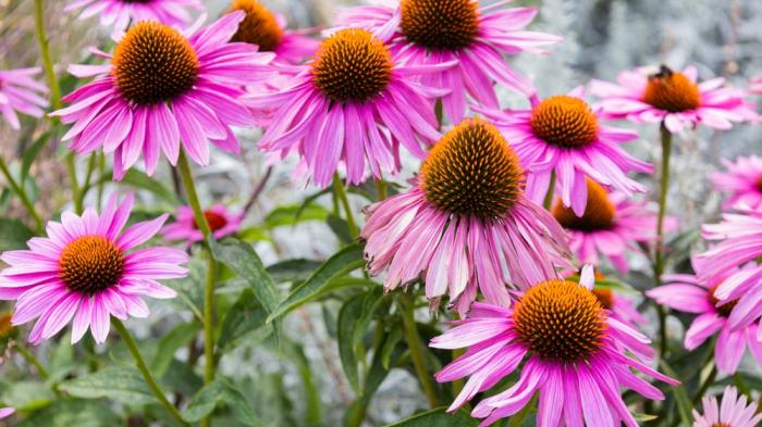 Sonnenhut Blüte 