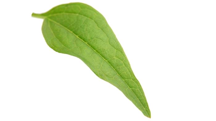 Sonnenhut Blatt