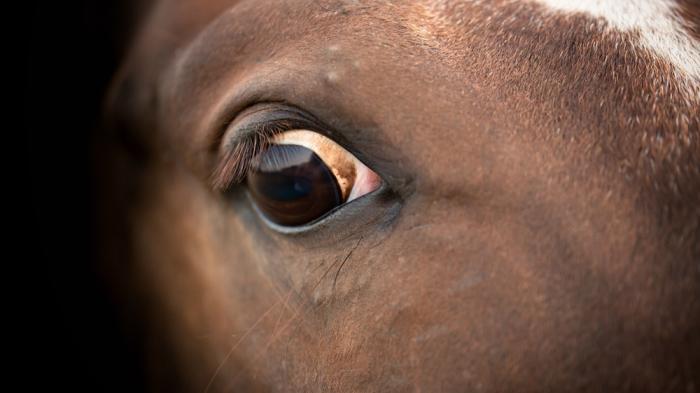 Auge eines braunen Pferdekopfes mit weißer Blässe in Nahaufnahme