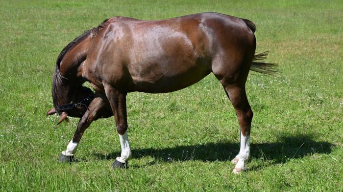 Braunes Pferd mit weißen Fesseln auf Wiese hat den Kopf nach unten