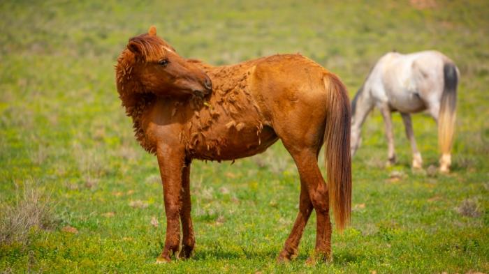 Braunes und weißes Pferd stehen auf grüner Wiese