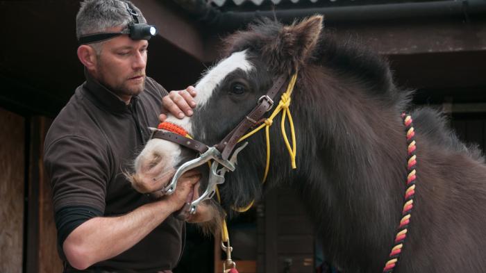 Braunes Pferd hat eine Maulsperre und ein Tierarzt hat seine Hand in dem Maul