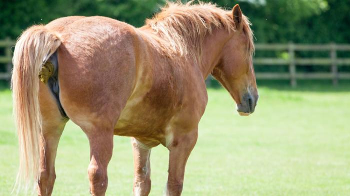 Braunes Pferd aus Wiese und Äppelt