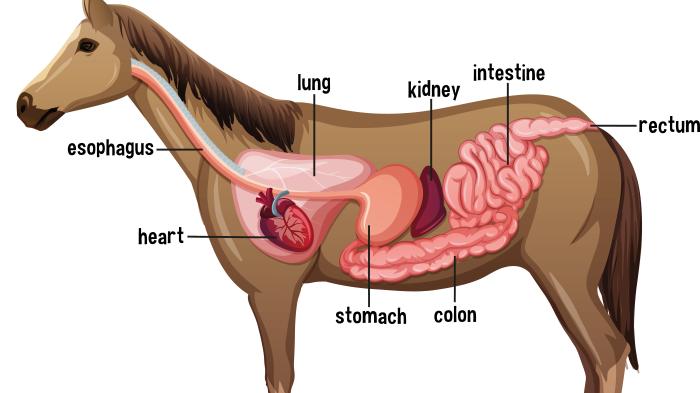 Zeichnung Anatomy eines Pferdes