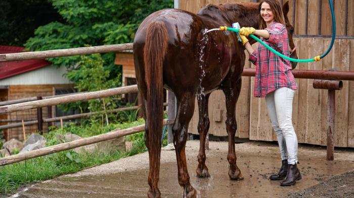 Frau mit kariertem Hemd und weißer Hose spritzt braunes Pferd mit Wasserschlauch ab