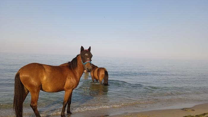Zwei braune Pferde am Strand, eins steht im Wasser