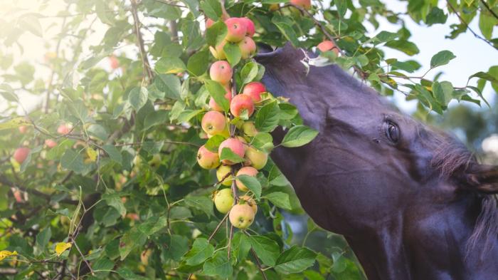 Ein dunkles Pferd frisst Äpfel von einem Apfelbaum