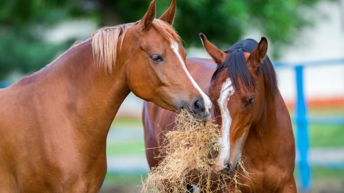 Zwei braune Pferde mit weißer Blesse fressen zusammen Heu