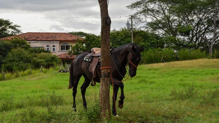 Ein gesatteltes schwarzes Pferd mit rotem Halfter steht auf einer grünen Wiese und ist an einem Baum angebunden. Im Hintergrund steht ein Haus.