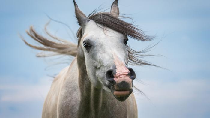 Weißes Pferd guckt in die Kamera