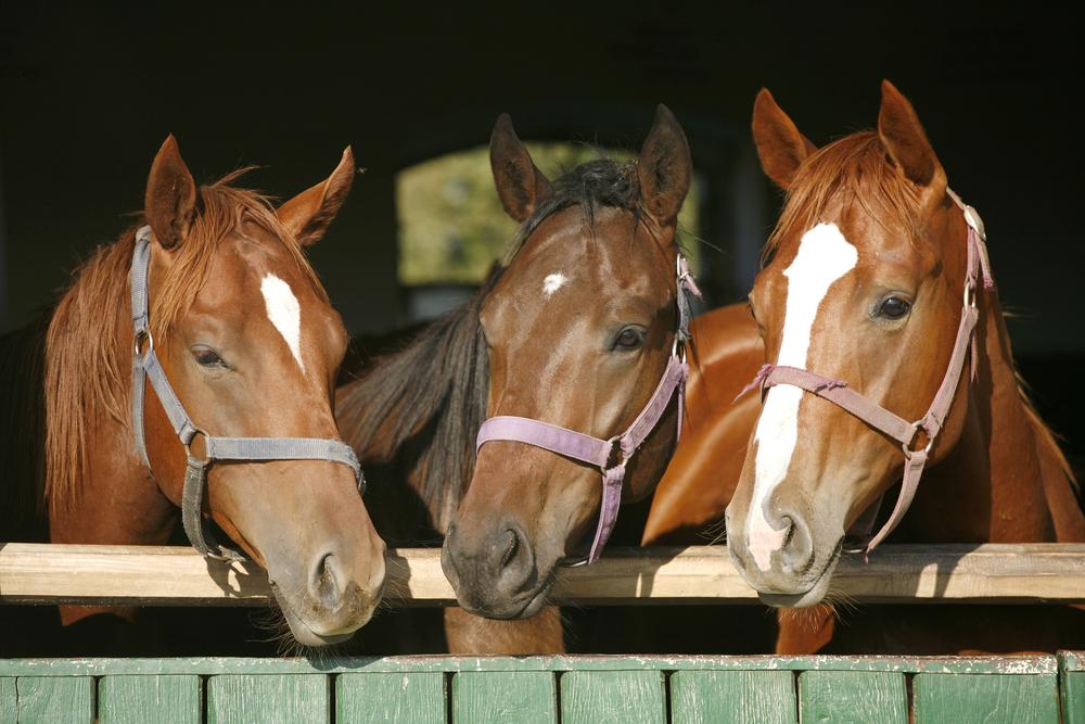 Drei Pferdeköpfe schauen über die obere Kante eines Stallfensters, jedes trägt ein Halfter und zeigt unterschiedliche Brauntöne und Abzeichen.