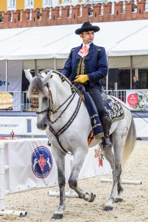 Weißes Pferd mit Reiter beim Barockreiten