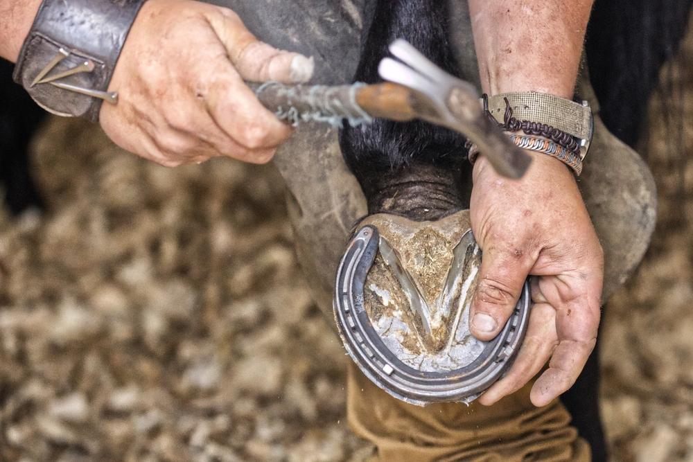 Ein Hufschmied hält den Huf eines Pferdes, während er mit einem Hammer das Hufeisen befestigt. Er trägt am rechten Arm ein breites Lederband mit 3 Nägeln und hat ein Pflaster am Daumen