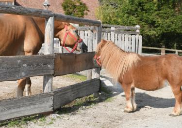 Ein Pferd und ein kleines Pony begrüßen sich im Gnadenhof Gut Aiderbichl in Österreich