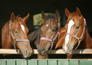 Drei Pferde zu kaufen in der Pferdepension in Gruppenhaltung in kleinen Gruppen