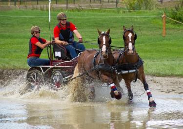Kutsche mit zwei Pferden und beim Fahrsport im Wasser