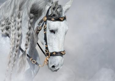 Weißes Pferd bei der Klassischen Barocken Reiterei
