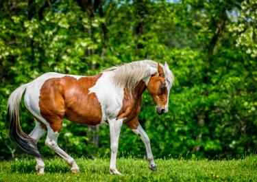 Ein braun-weiß geschecktes Paint Horse auf Wiese