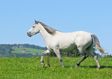 Ein weißes Connemara Pony im Trab auf grüner Wiese