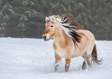 Ein Fjordpferd im Winter auf einer schneebedeckten Wiese