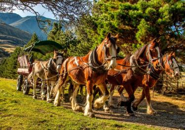 Kutsche mit vielen Pferden fährt durch lichten Bergwald