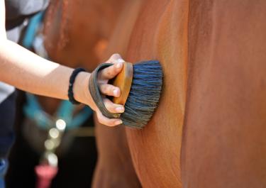Pferd putzen: Braunes Pferd wird mit einer Bürste geputzt