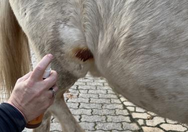 Spray aus der Stallapotheke wird bei kleiner Verletzung vom Pferd aufgesprüht