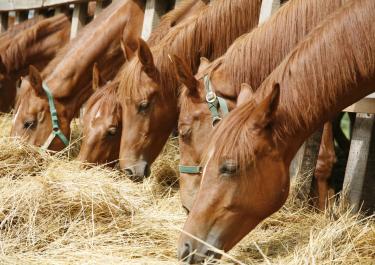 Mehrere Pferde im Stall während der Pferdefütterung mit Heu