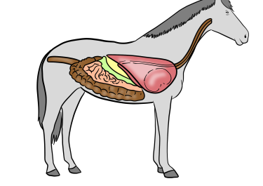 Zeichnung der Verdauungsorgane eines Pferds