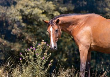 Immunsystem stärken beim Pferd im Gebüsch