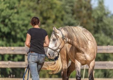 Ein helles Pferd mit Knotenhalfter beim Horsemanship-Training mit Frau im schwarzen T-Shirt und Jeans 