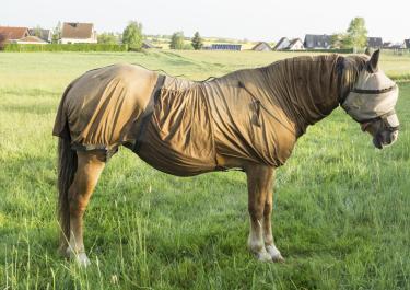 Ein Pferd steht mit Fliegenschutz fürs Pferd auf grüner Wiese