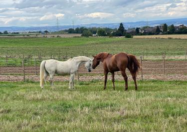 Ein weißes und braunes Pferde auf der Weide.jpg
