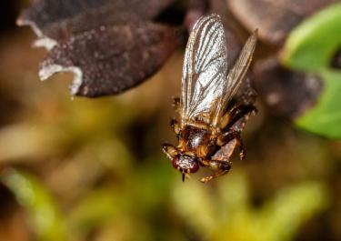 Hirschlausfliege auf einem Blatt