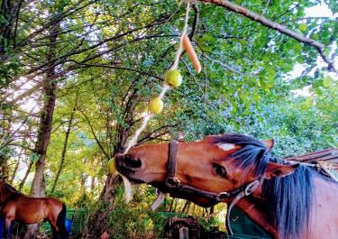 Braunes Pferd frisst hängende Früchte im Wald, zweites Pferd im Hintergrund