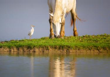 Ein weißes Pferd und ein weißer Vogel stehen am Ufer eines Sees auf einer grünen Wiese, beide spiegeln sich im ruhigen Wasser.