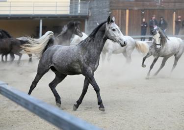 Mehrere Pferde galoppieren auf einem sandigen Platz. Ein graues Pferd im Vordergrund hat einen hoch erhobenen Schweif.