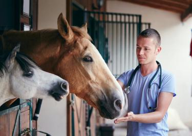 Ein Tierarzt steht bei einem großen braunen und einem kleinen weißen Pferde in einem Stall. Die Pferde stehen in eine Box. Er trägt ein blaues Oberteil und ein Stethoskop um den Hals und streckt die Hand zu einem der Pferde aus.