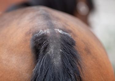 Nahaufnahme des Schweifes eines braunen Pferdes mit schwarzem Schweif. Die Haare an der Schweifrübe sind abgescheuert